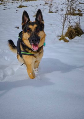 Alman çoban köpeği kışın karda koşuyor.