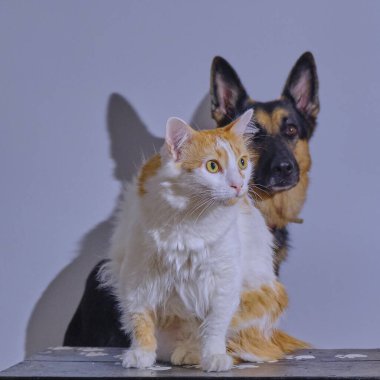 İki kedi oturuyor ve kameraya bakıyor..