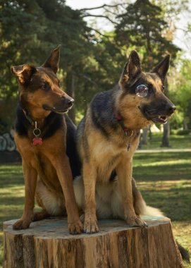 Eski bir bankta iki köpek.