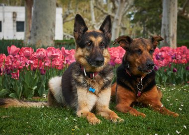 Parktaki çimlerin üzerinde iki köpek yatıyor.