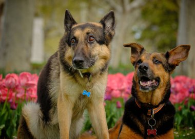 Parkta oynayan iki köpek.
