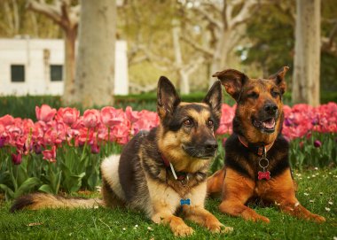 Alman çoban köpeği ve parkta iki köpek..