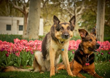 Bahar parkında iki köpek yürüyor.