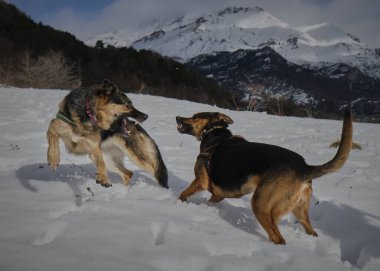 Köpek çiftleşmesi kışın çoban köpeği
