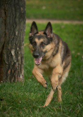 Köpek parkta koşuyor.