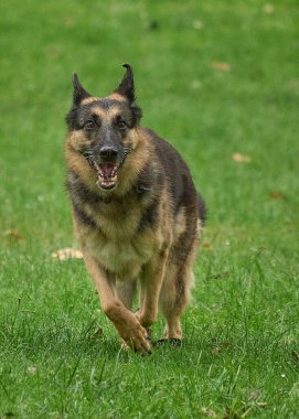 Köpek parkta koşuyor.