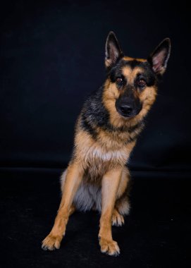 Güzel genç Alman çoban köpeği.