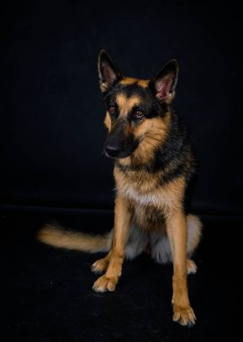 Gri arka planda siyah Alman çoban köpeği.