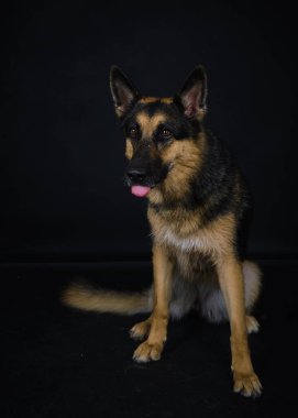 Alman çoban köpeği, siyah arka planın önünde.