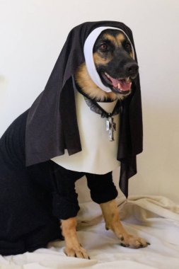 Beyaz yakalı bir köpek ve siyah yakalı siyah bir eşarp ve haçlı bir siyah yakalı.