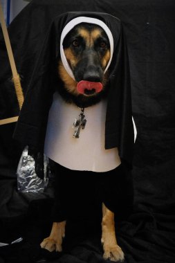 Yüzünde siyah maske olan bir köpek. Siyah bir duvarın arkasında siyah bir köpek. Cadılar bayramı, kostüm.