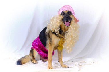 Stüdyoda güzel bir köpeğin portresi.