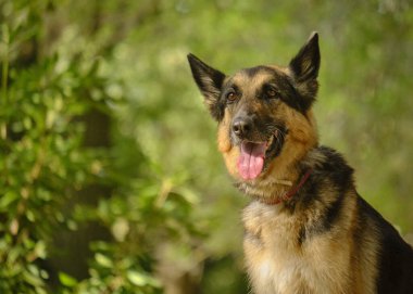 Çimlerde köpek çobanı