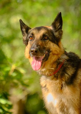 Şirin bir köpeğin portresi.