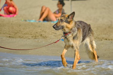 Alman çoban köpeği köpekle oynuyor..