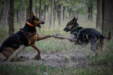 Parkta sopayla oynayan iki köpek.