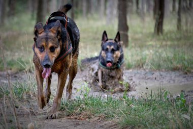 İki köpek yeşil çimlerde koşuyor.
