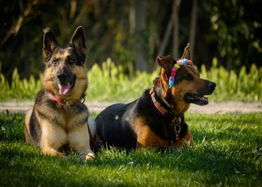 Köpek çiftleşmesi Alman çoban köpeği