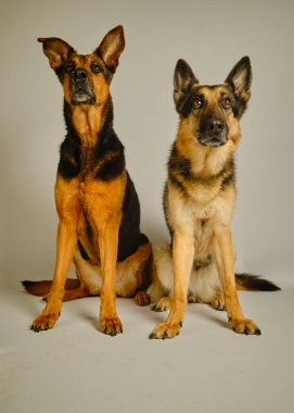 İki Alman çoban köpeği yerde oturuyor.