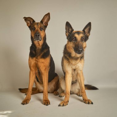 İki güzel köpek stüdyoda oturuyor.