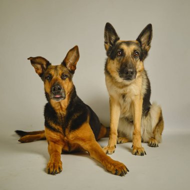 Stüdyoda iki köpek