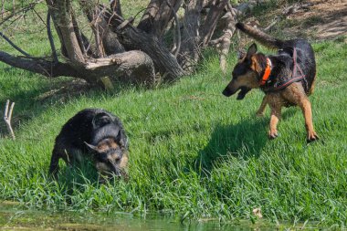 Siyah ve kırmızı çoban köpekleri yeşil çayırda oynuyorlar