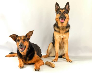 Alman çoban köpeği ve köpek beyaz arka planda stüdyoda.