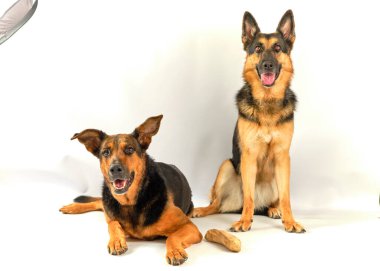 İki farklı Alman çoban köpeği.