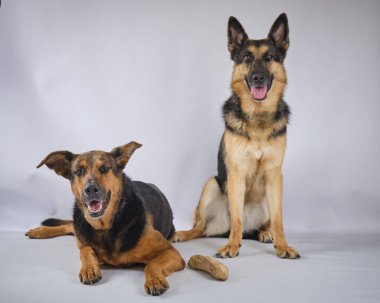 Gri bir arka planda Alman çoban köpeği yetiştiriyor.