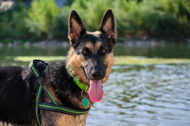 Tasmalı siyah bir köpeğin portresi.