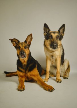 Stüdyoda bir çoban köpeğinin portresi