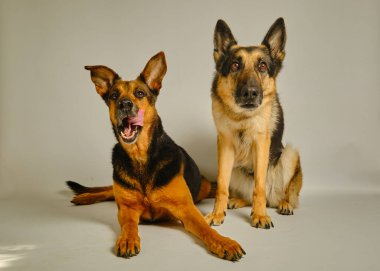 Yerde iki sevimli köpek var.