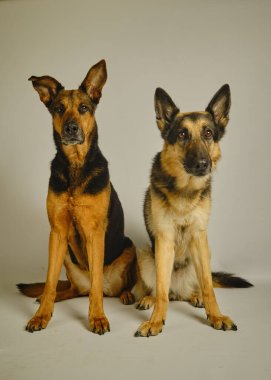 Kahverengi gözlü Alman çoban köpeği.