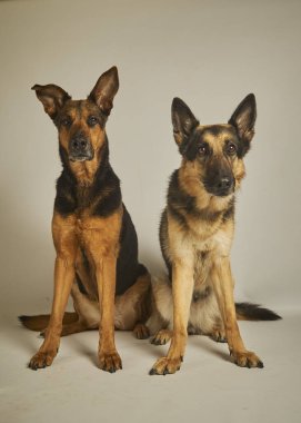 İki köpek oturuyor ve kameraya bakıyor..