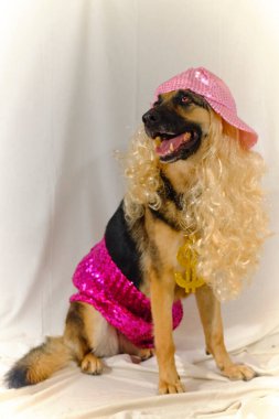 Beyaz arka planda pembe şapkalı bir köpek.