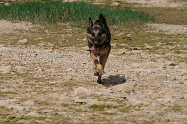 Doğada Koşan Köpek.