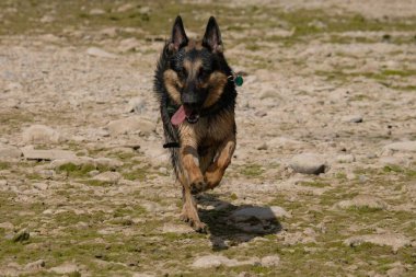 Alman çoban köpeği sahilde koşuyor.