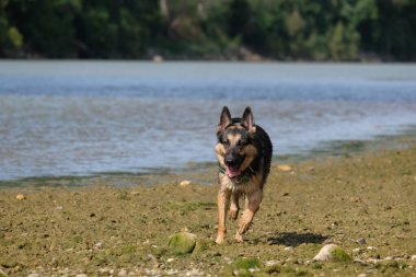 Alman çoban köpeği gölde. yüksek kaliteli fotoğraf