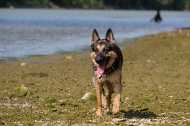 Alman çoban köpeği gölde.