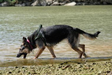 Siyah köpek nehirde suyla oynuyor.