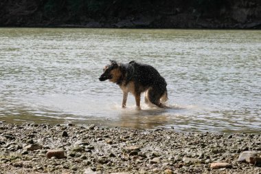Sudaki köpek