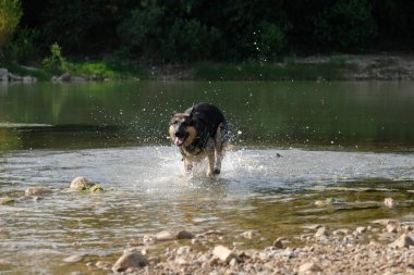 Alman çoban köpeği nehirde koşuyor.