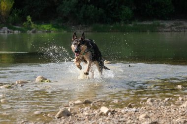 Köpek nehirde oynuyor.