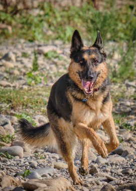 Alman çoban köpeği çayırda koşuyor.