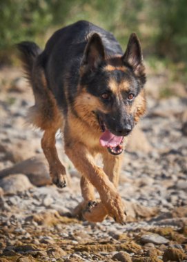Alman çoban köpeği doğada koşuyor.