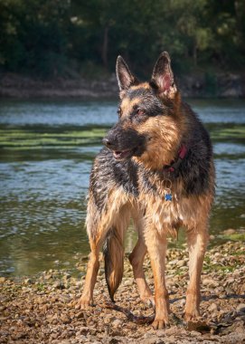 Nehirdeki bir köpeğin portresi