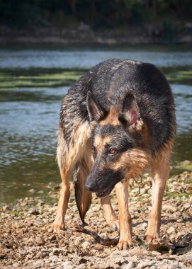 Köpek çoban köpeği ormanda..