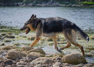 köpek Nehri üzerinde