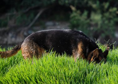 Alman çoban köpeğinin kafasının tarladaki yakın çekimi.