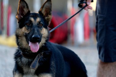 Alman çoban köpek portre